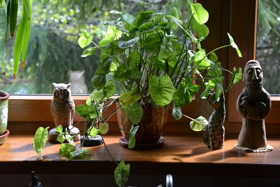 Ecologia in casa, usando le Piante per depurare l’aria