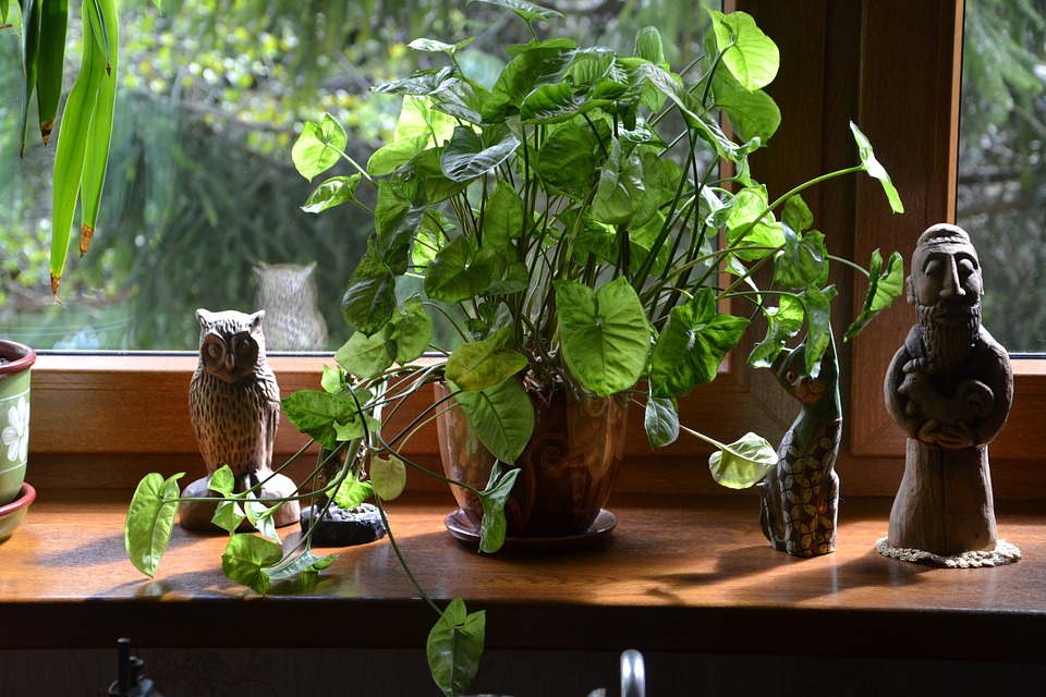 Ecologia in casa, usando le Piante per depurare l’aria