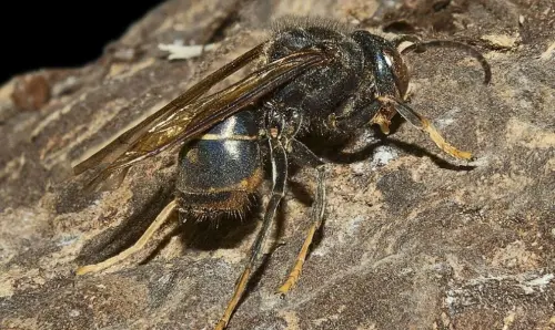 Calabrone asiatico a Roma, allarme dopo l'appello del sindaco di Grottaferrata