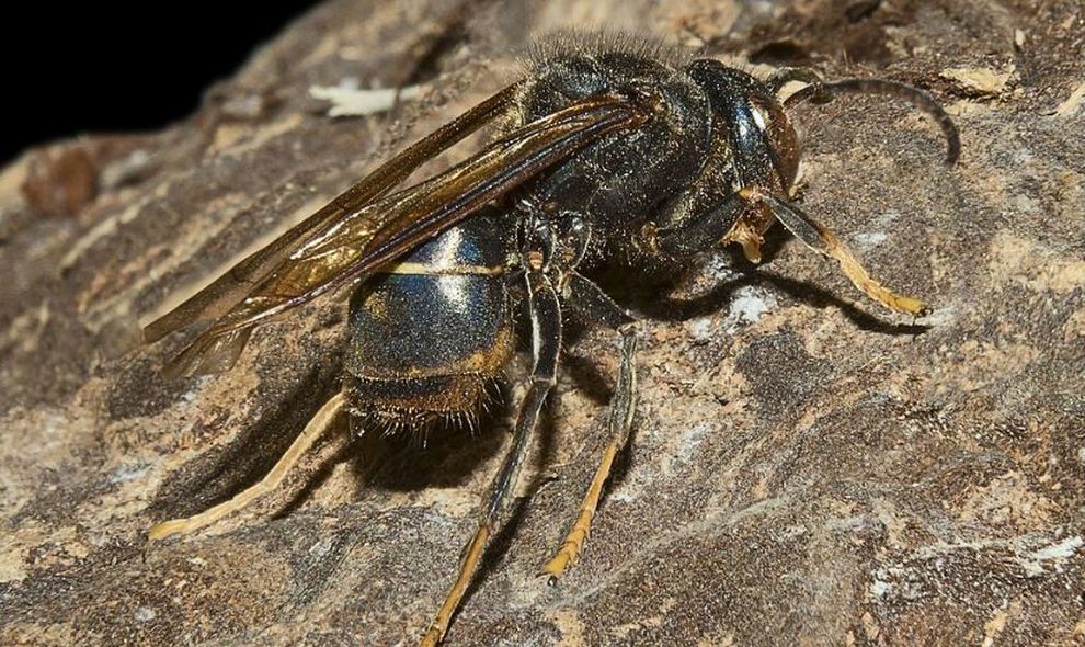 Calabrone asiatico a Roma, allarme dopo l'appello del sindaco di Grottaferrata