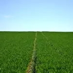 Cosa sapere sui semi autofiorenti: consigli sulla coltivazione